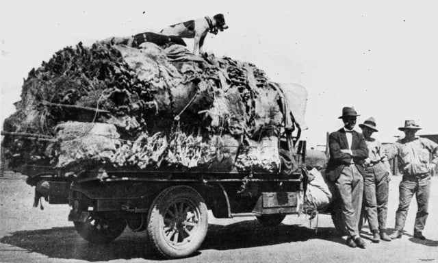 A truck load of 3,600 koala skins trapped during the last open hunting season in Queensland, 1927