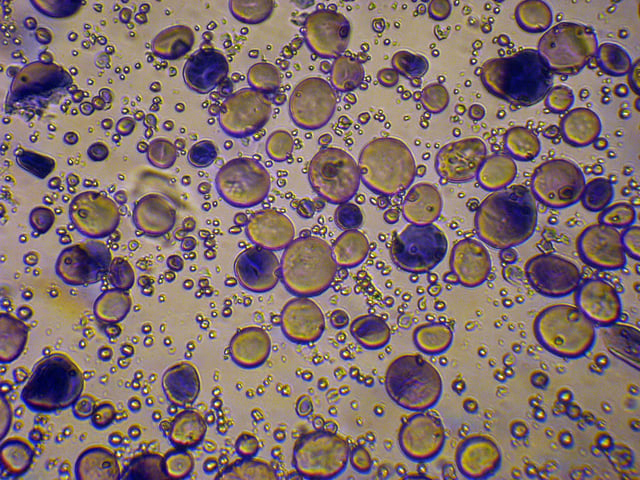 Granules of wheat starch, stained with iodine, photographed through a light microscope