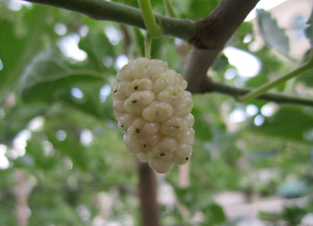 White mulberry