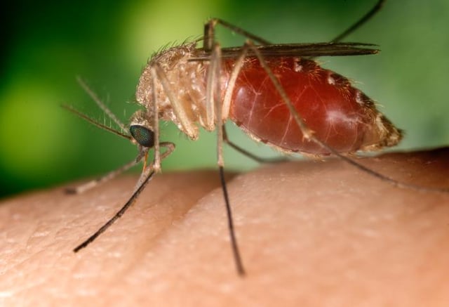 A southern house mosquito (Culex quinquefasciatus) is a vector that transmits the pathogens that cause West Nile fever and avian malaria among others.