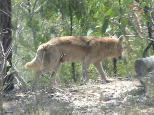 Although dingo-like, this wild dog has an atypical colouration and is therefore most likely a dingo-crossbreed.
