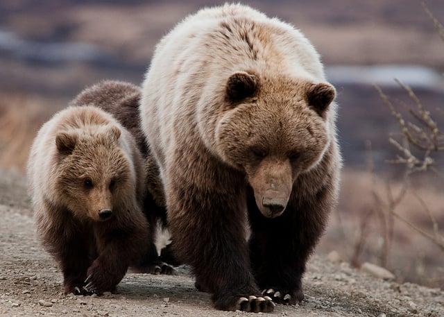 Grizzly bear cubs often imitate their mothers closely