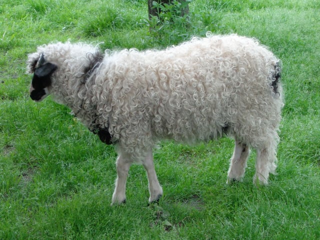 The Lička pramenka is a sheep breed of Croatian origin