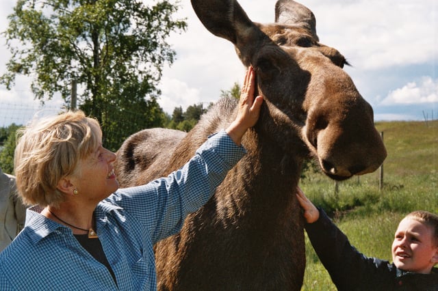 A tame Jamtish moose from Moose Garden in Orrviken outside Östersund. The moose is Jämtland's provincial animal.