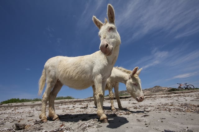 Albino donkeys in Asinara