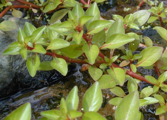 The leaves on this plant are arranged in pairs opposite one another, with successive pairs at right angles to each other (decussate) along the red stem. Note the developing buds in the axils of these leaves.