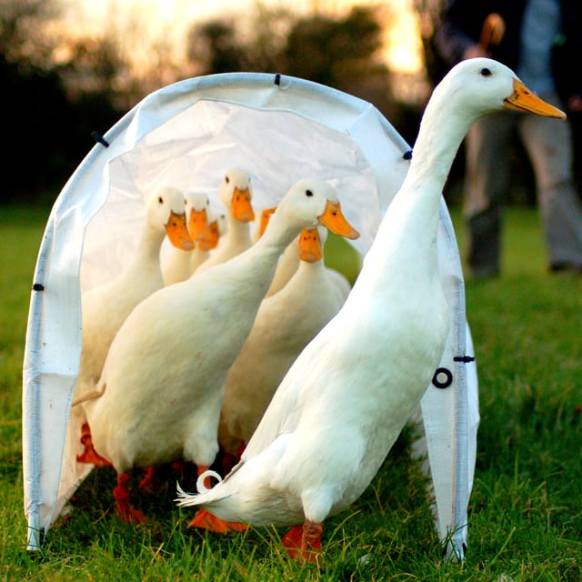 Indian Runner ducks, an unusual breed of domestic ducks