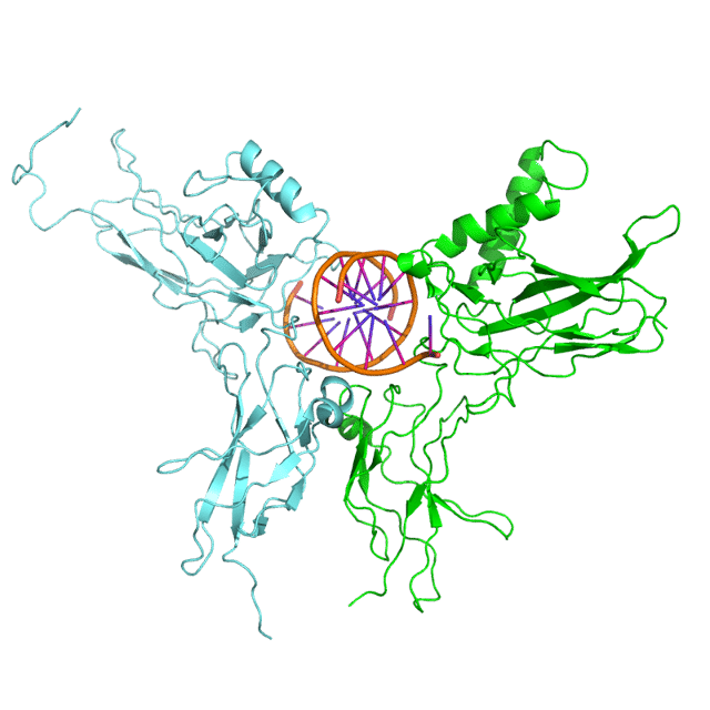 NF-κB (green) heterodimerizes with RelB (cyan) to form a ternary complex with DNA (orange) that promotes gene transcription.