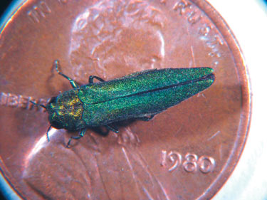 Agrilus planipennis