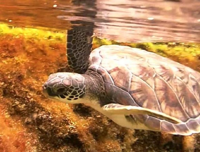 Green sea turtle, Grand Cayman Island