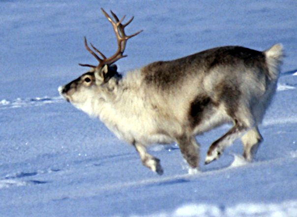 Characteristically small and relatively short-legged reindeer from Svalbard