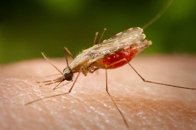 Mosquitoes are micropredators, and important vectors of disease.
