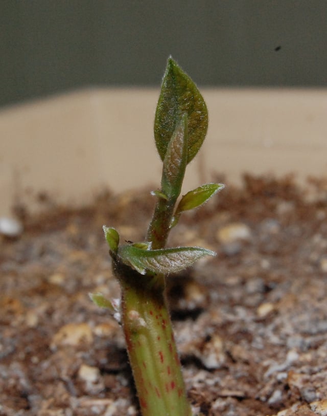 A young avocado sprout