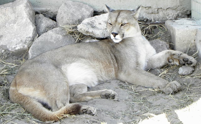 Captive cougar in a zoological park