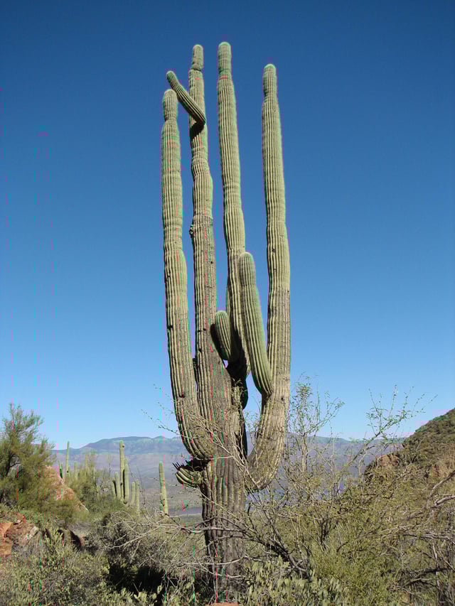 Giant saguaro
