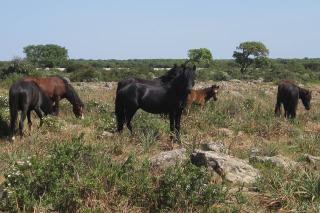 Giara horses
