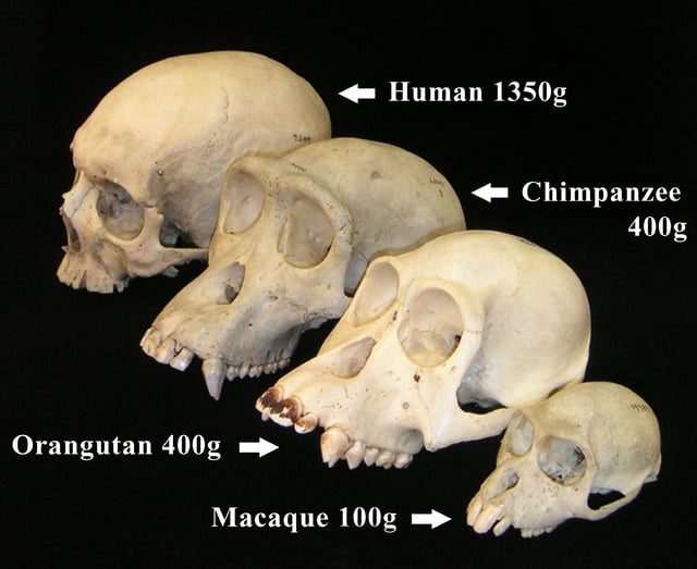 Primate skulls showing postorbital bar, and increasing brain sizes
