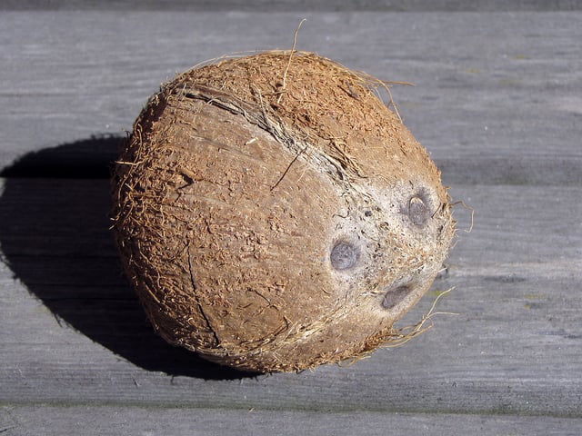 De-husked coconut fruit showing the characteristic three pores resembling a face