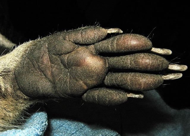 Lower side of front paw with visible vibrissae on the tips of the digits