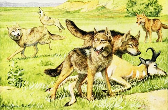 Wolves confronting coyotes over a pronghorn carcass (1919), Louis Agassiz Fuertes