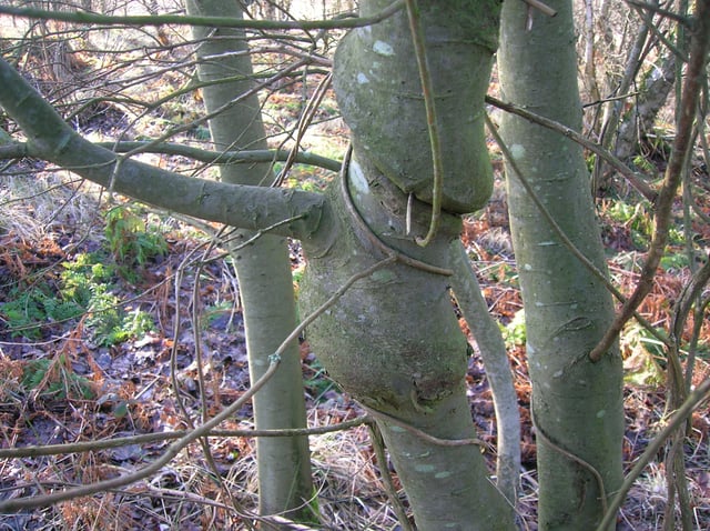 Willow tree with woodbine honeysuckle