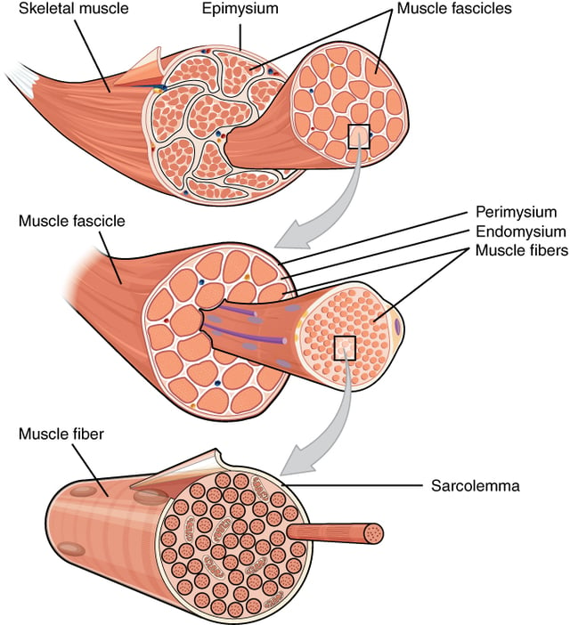 Bundles of muscle fibers, called fascicles, are covered by the perimysium.