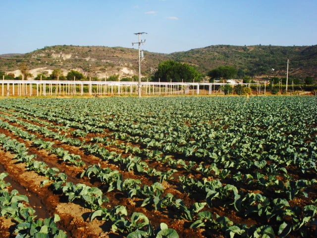 Agriculture in Michoacán