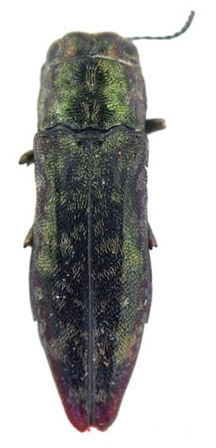 Agrilus oblatus lectotype