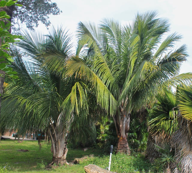 A pair of young Beccariophoenix alfredii palms