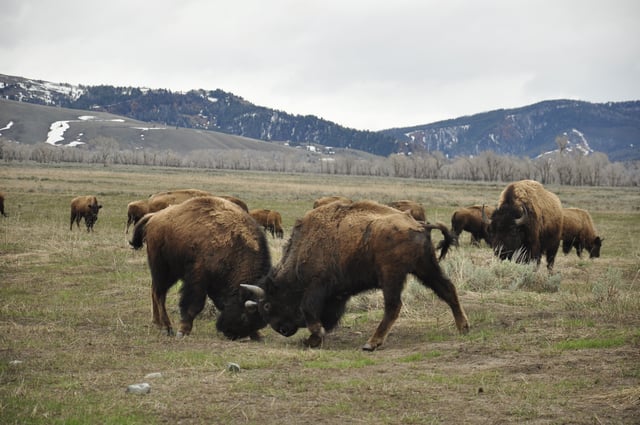 Bison fighting in Grand Teton National Park in Moose, Wyoming