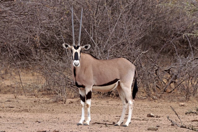 Oryx beisa beisa is found throughout the Horn of Africa