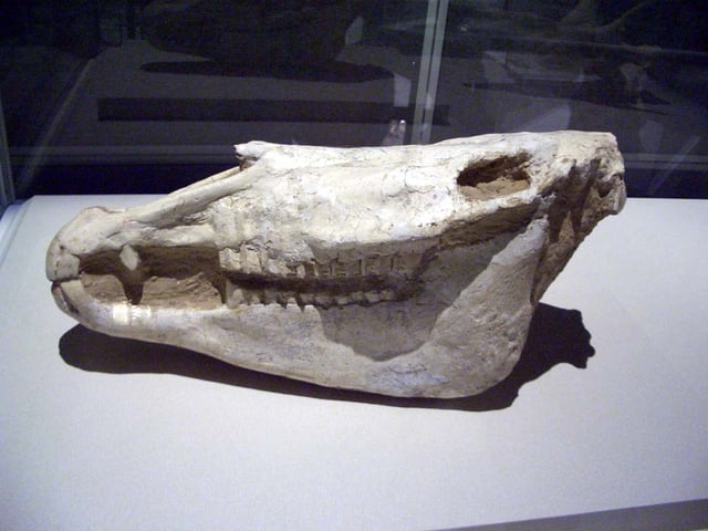 Skull of a giant extinct horse, Equus eisenmannae