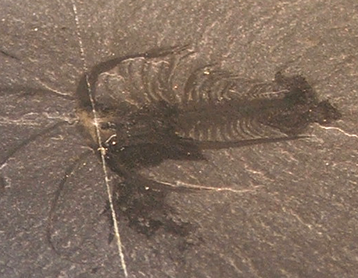 This Marrella specimen illustrates how clear and detailed the fossils from the Burgess Shale lagerstätte are.