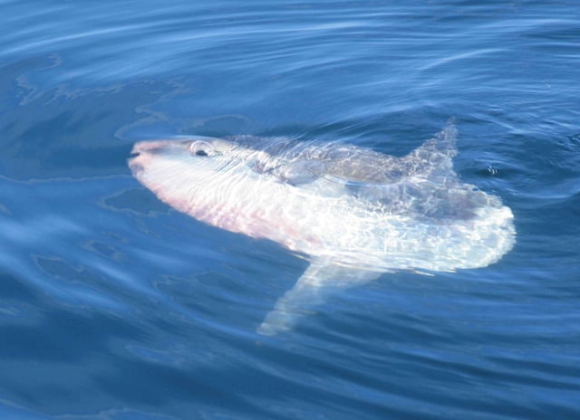 An ocean sunfish exhibiting its characteristic horizontal basking behaviour several miles off Penmarch.