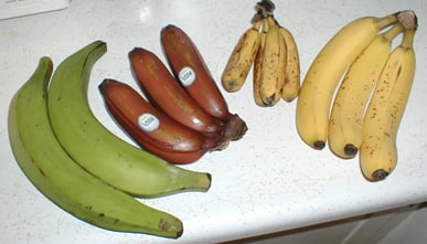 Fruits of four different banana cultivars