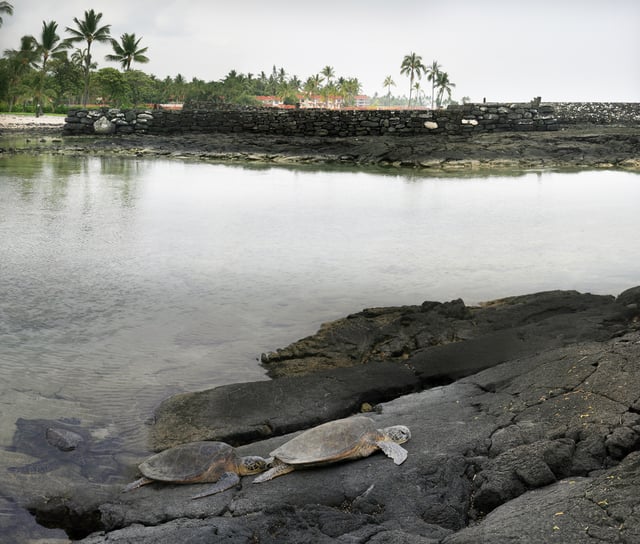 Green sea turtle lying on an old lava flow; the background shows a Hawaiian temple, known as a "heiau" in the Hawaiian language.