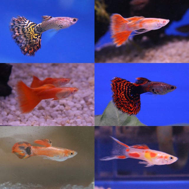 Guppy breeds