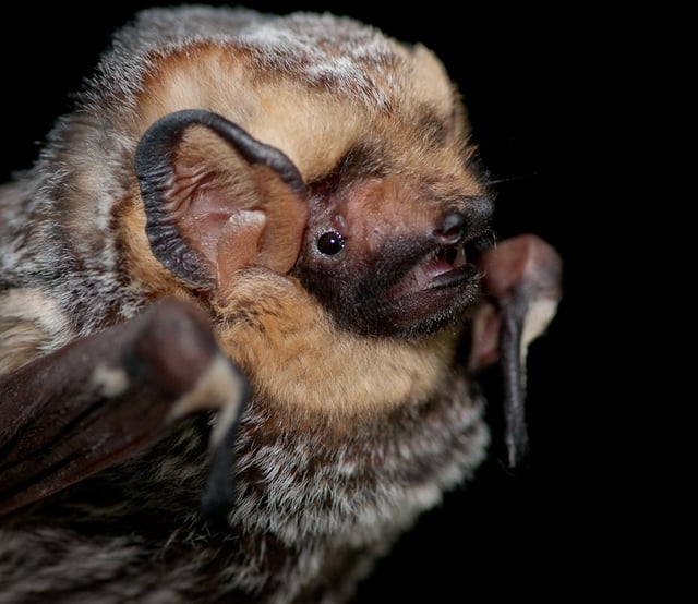 Jamaican hairy-tailed bat