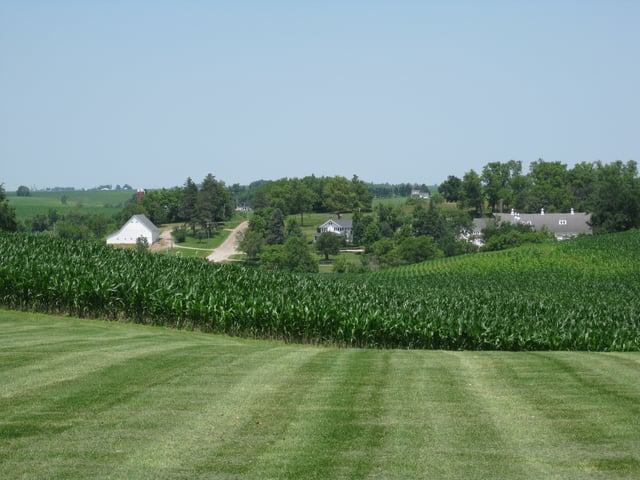 Central Iowa cornfield in June