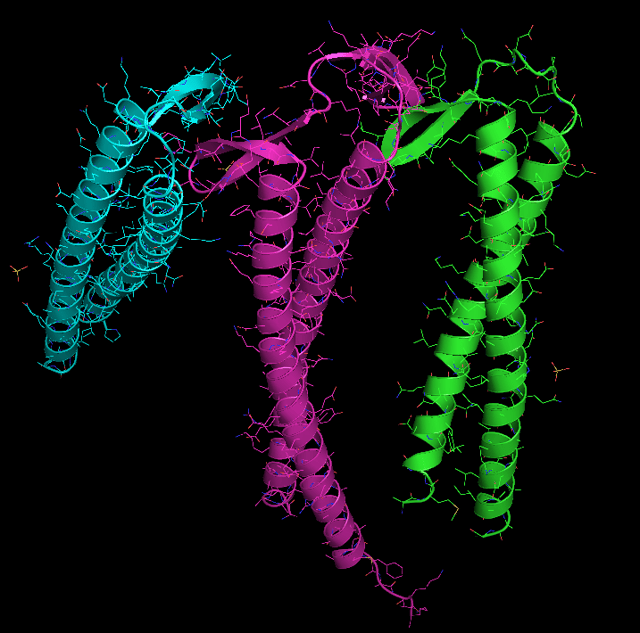 Ribbon model obtained using the PyMOL programme on crystallographs (PDB: 2ZDI  ) of the prefoldin proteins found in the archaean Pyrococcus horikoshii. The six supersecondary structures are present in a coiled helix “hanging” from the central beta barrels. These are often compared in the literature to the tentacles of a jellyfish. As far as is visible using electron microscopy, eukariotic prefoldin has a similar structure.