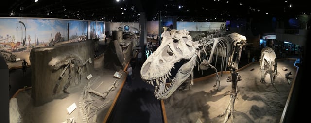 Specimens at the Royal Tyrrell Museum of Paleontology, located in the Horseshoe Canyon Formation at Dinosaur Provincial Park