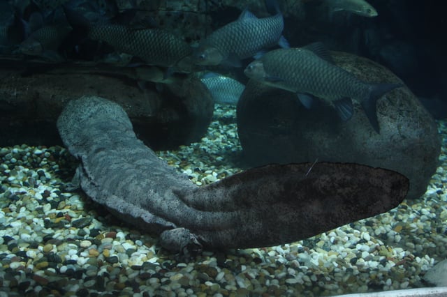 The entirely aquatic Chinese giant salamander is the world's largest amphibian, reaching up to 1.8 m (5.9 ft) in length