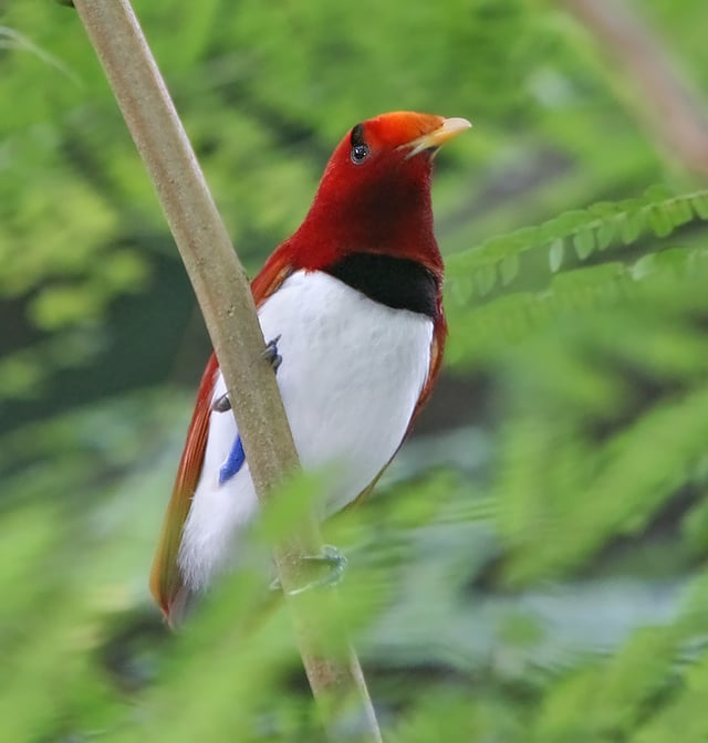 The king bird-of-paradise is one of over 300 bird species on the peninsula.