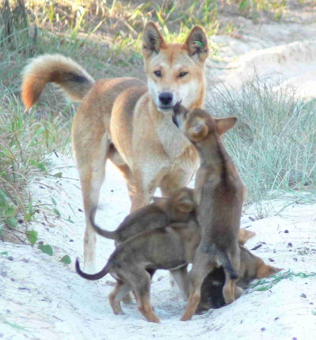 A male dingo with his pups
