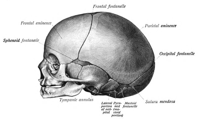 Skull of a new-born child from the side