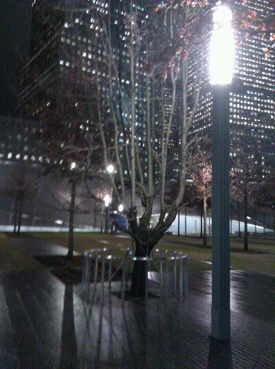 The Survivor Tree during winter