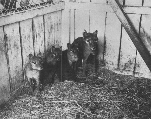 Thylacine family at Beaumaris Zoo in Hobart, 1909