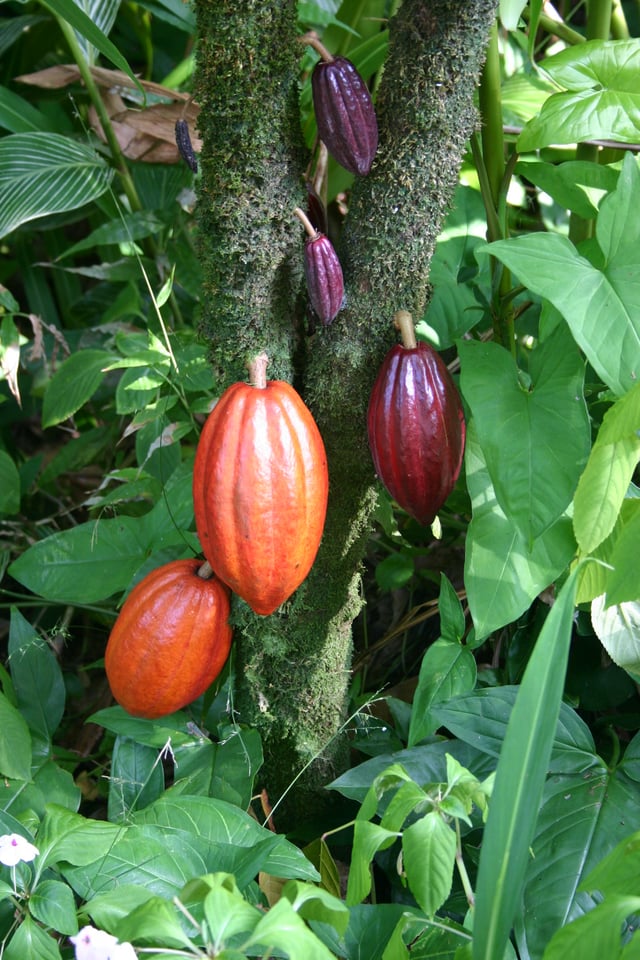 Chocolate is created from the cocoa bean.