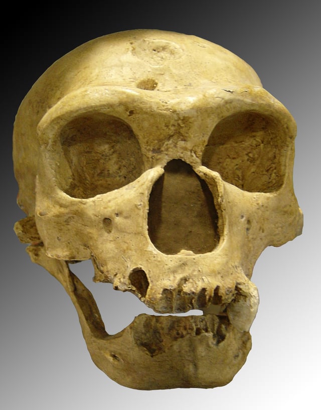 Stage 4: Classic European Neanderthal (La Chapelle-aux-Saints 1, 50 ka)