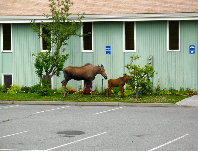 Moose and calf outside of a church in Anchorage